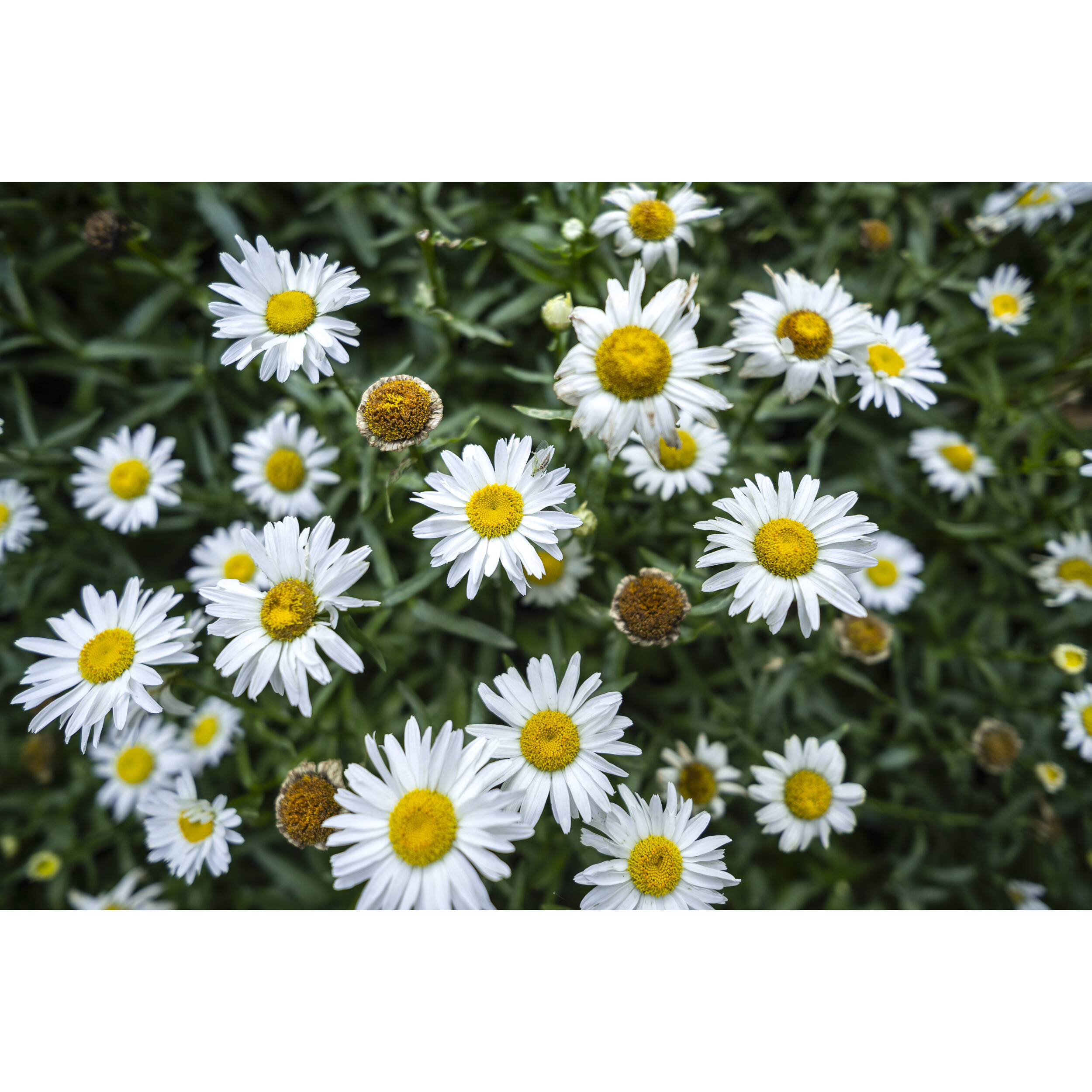 Viltrox AF 13mm f/1.4 XF Lens for Nikon Z