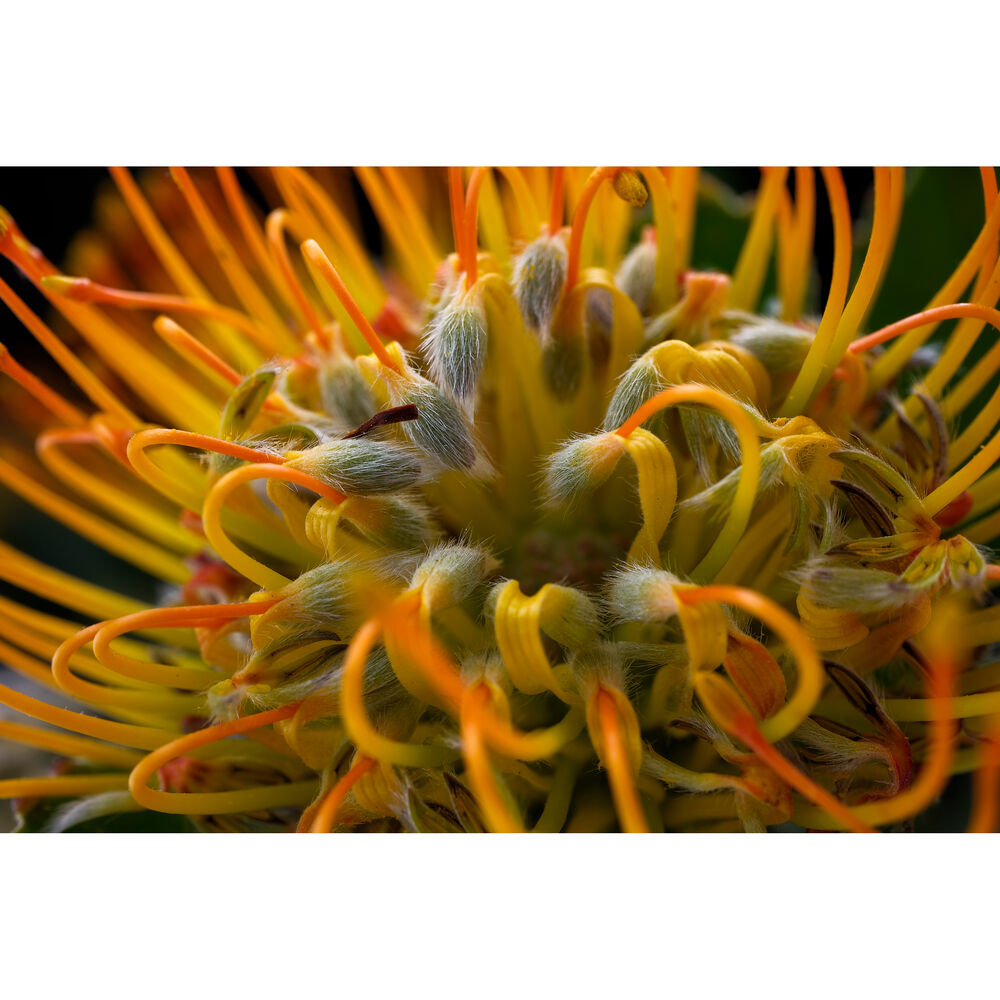 FUJIFILM X-T50 Mirrorless Camera with XC 15-45mm f/3.5-5.6 Lens (Silver)