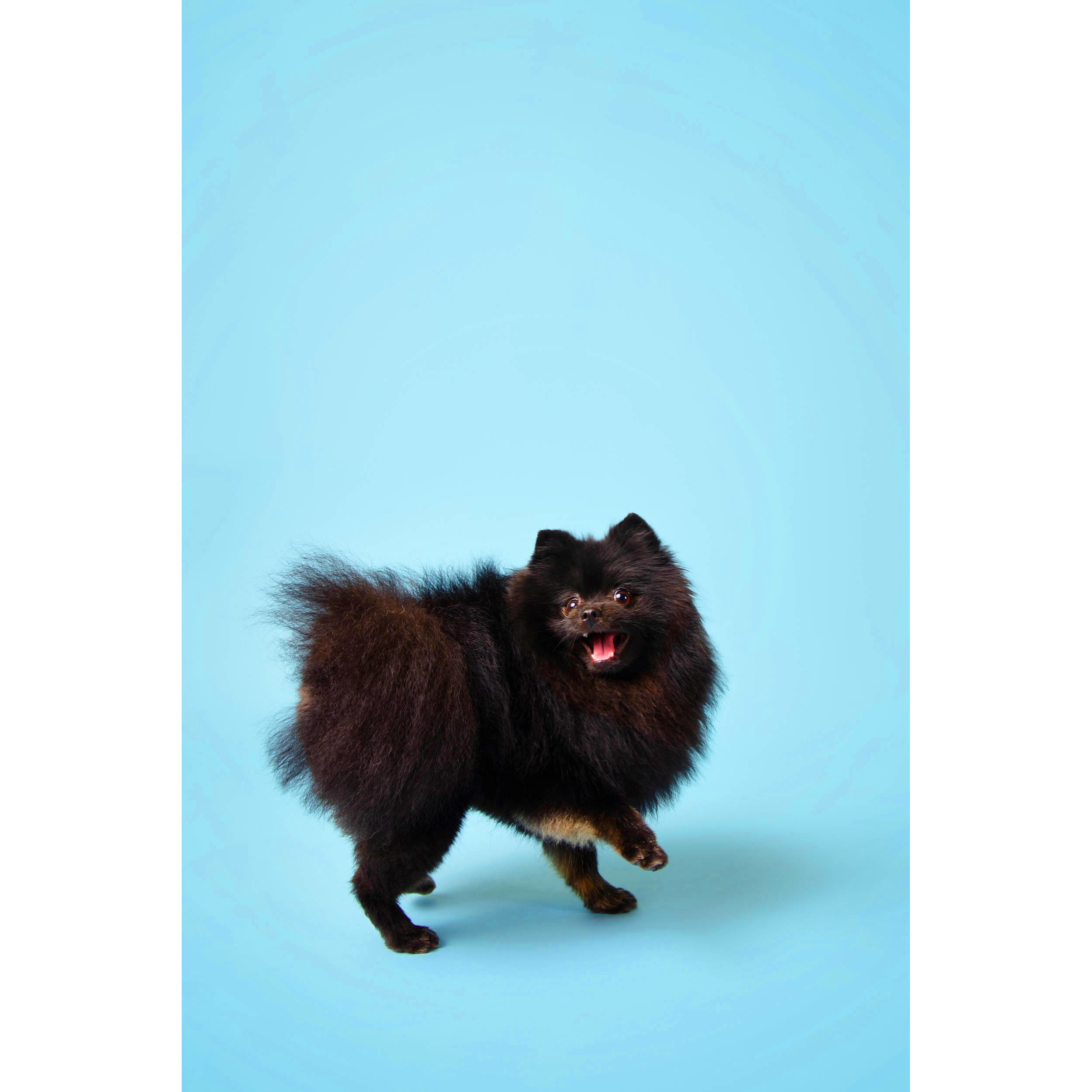 Visico Widetone Seamless Background Paper 06# (SkyBlue)