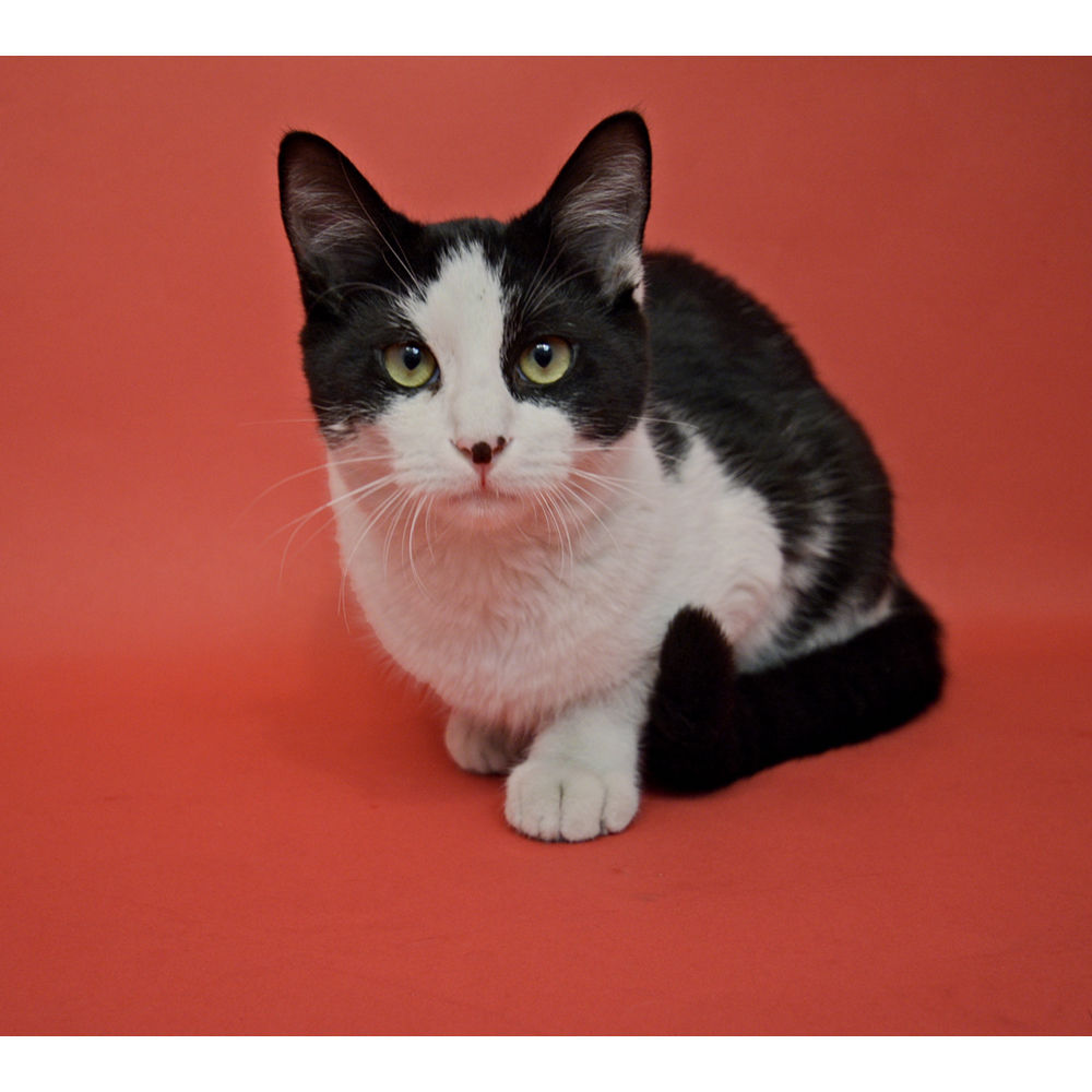 Visico Widetone Seamless Background Paper #56 (Red)