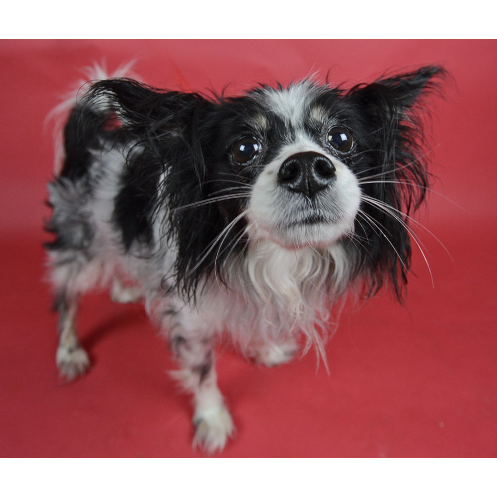 Visico Widetone Seamless Background Paper #56 (Red)