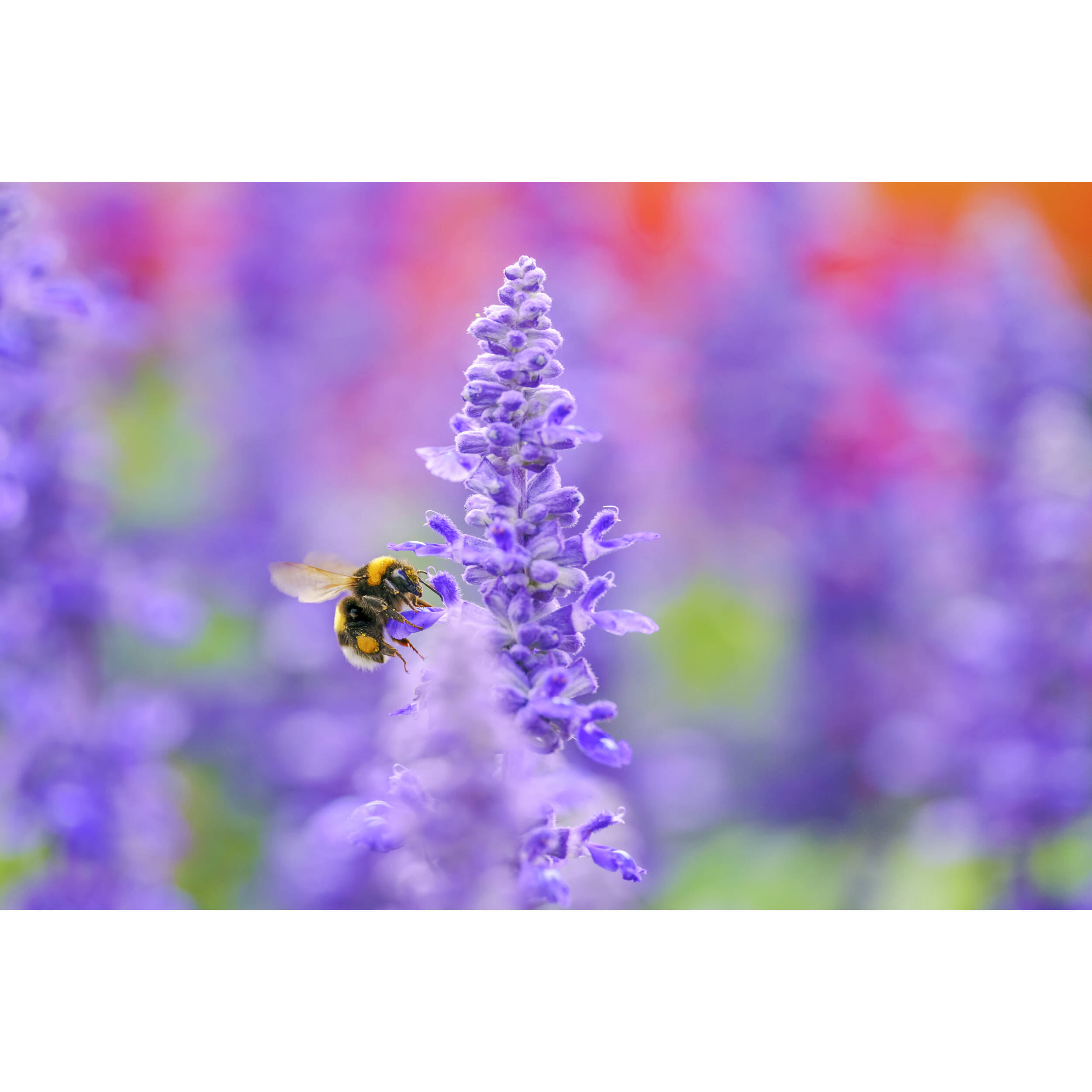 Sigma 105mm f/2.8 DG DN Macro Art Lens (Sony E)